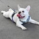 An unidentified dog at the Paws & Play Music Festival on June 3, 2018, in Nashville, Tennessee.